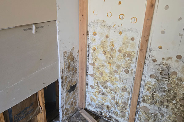 Mold Remediation Services