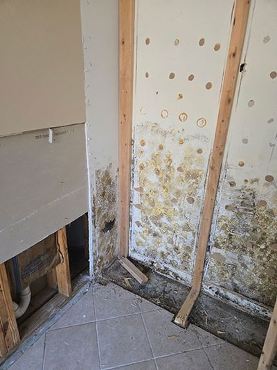 Mold Remediation services