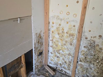 Mold Remediation Services